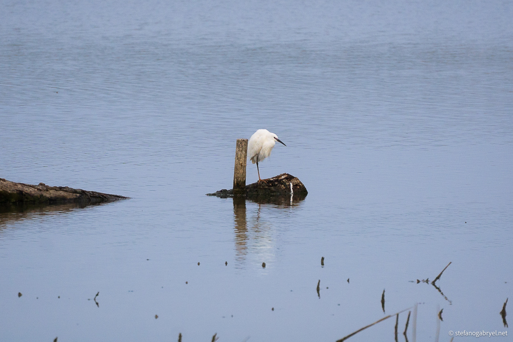 Little Egret in Tuscany: Where to See Egretta Garzetta