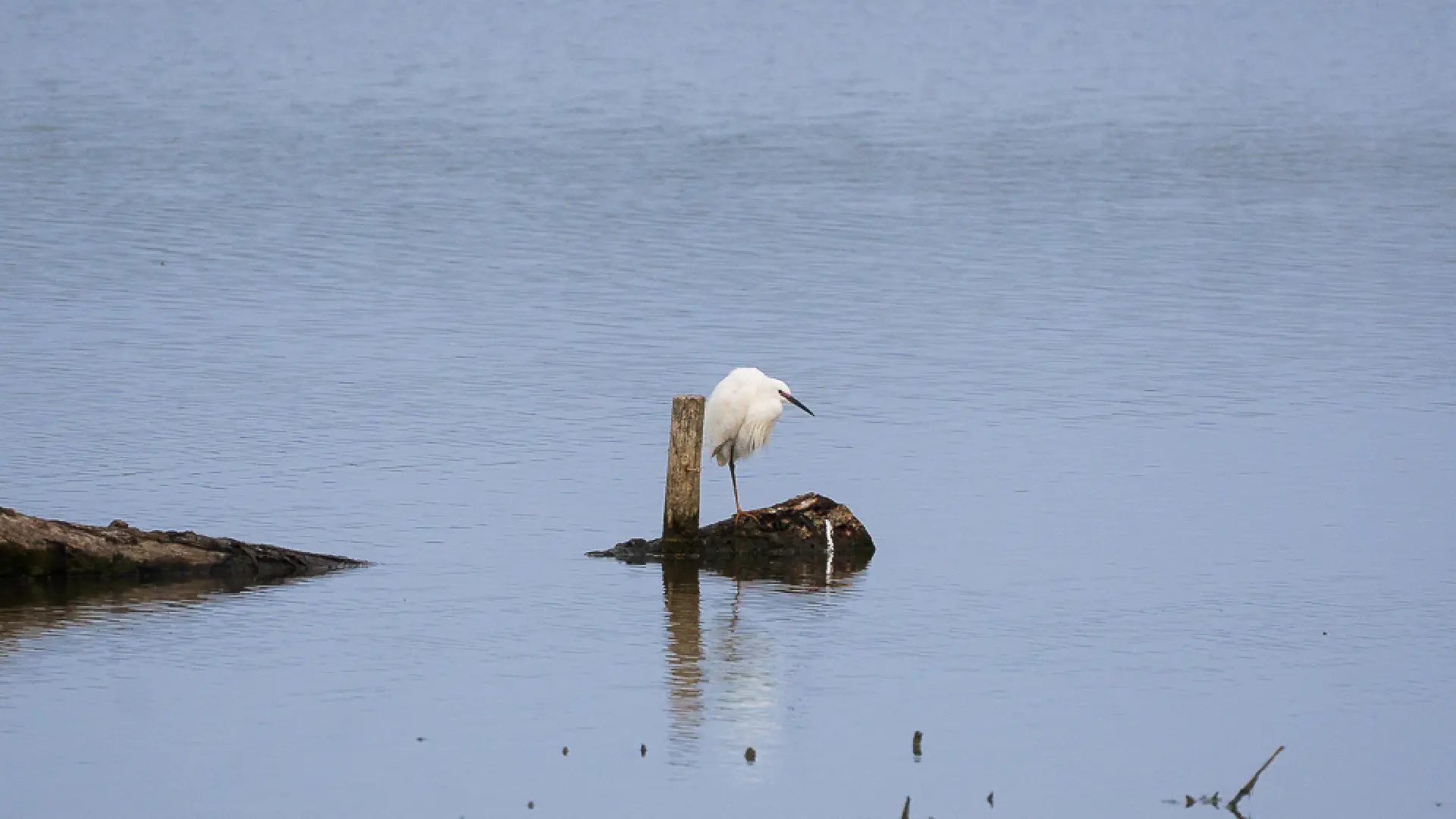 Little Egret in Tuscany: Where to See Egretta Garzetta