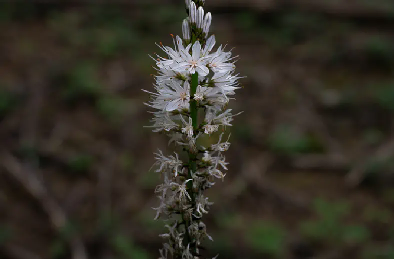 asphodelus albus white asphodel at acquerino1