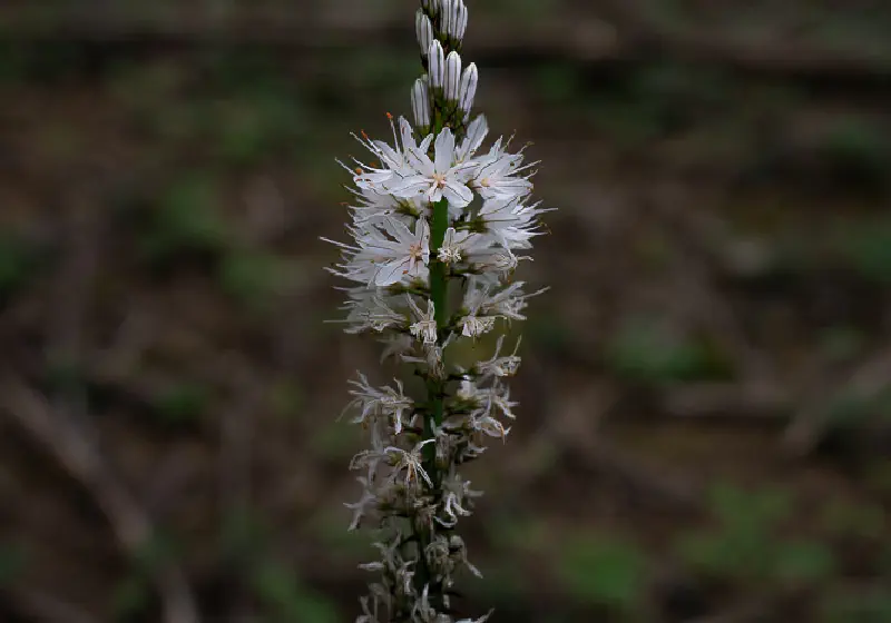 Asphodelus Albus White Asphodel at Acquerino1
