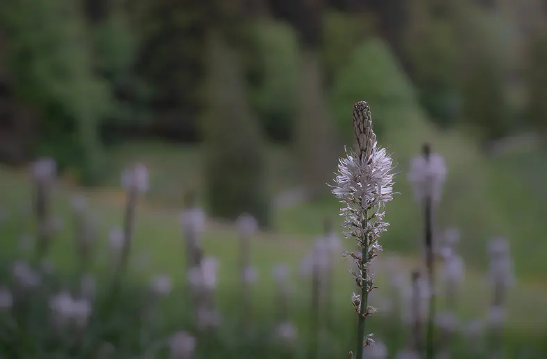 asphodelus albus white asphodel at acquerino2