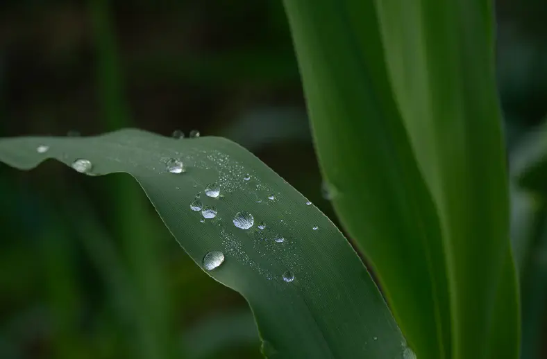 morning dew drops on a leaf