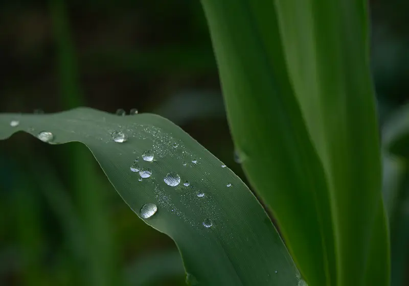 Morning Dew Drops on a Leaf