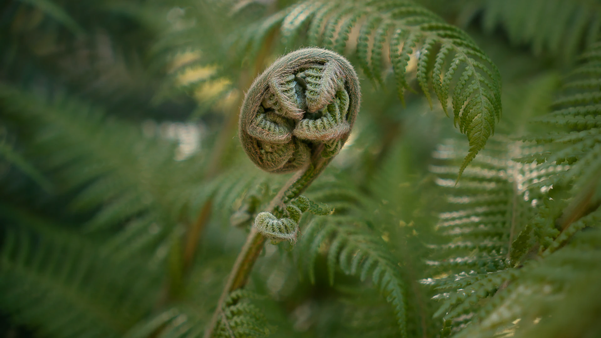 Are There Flora and Fungi Tours in Tuscany?