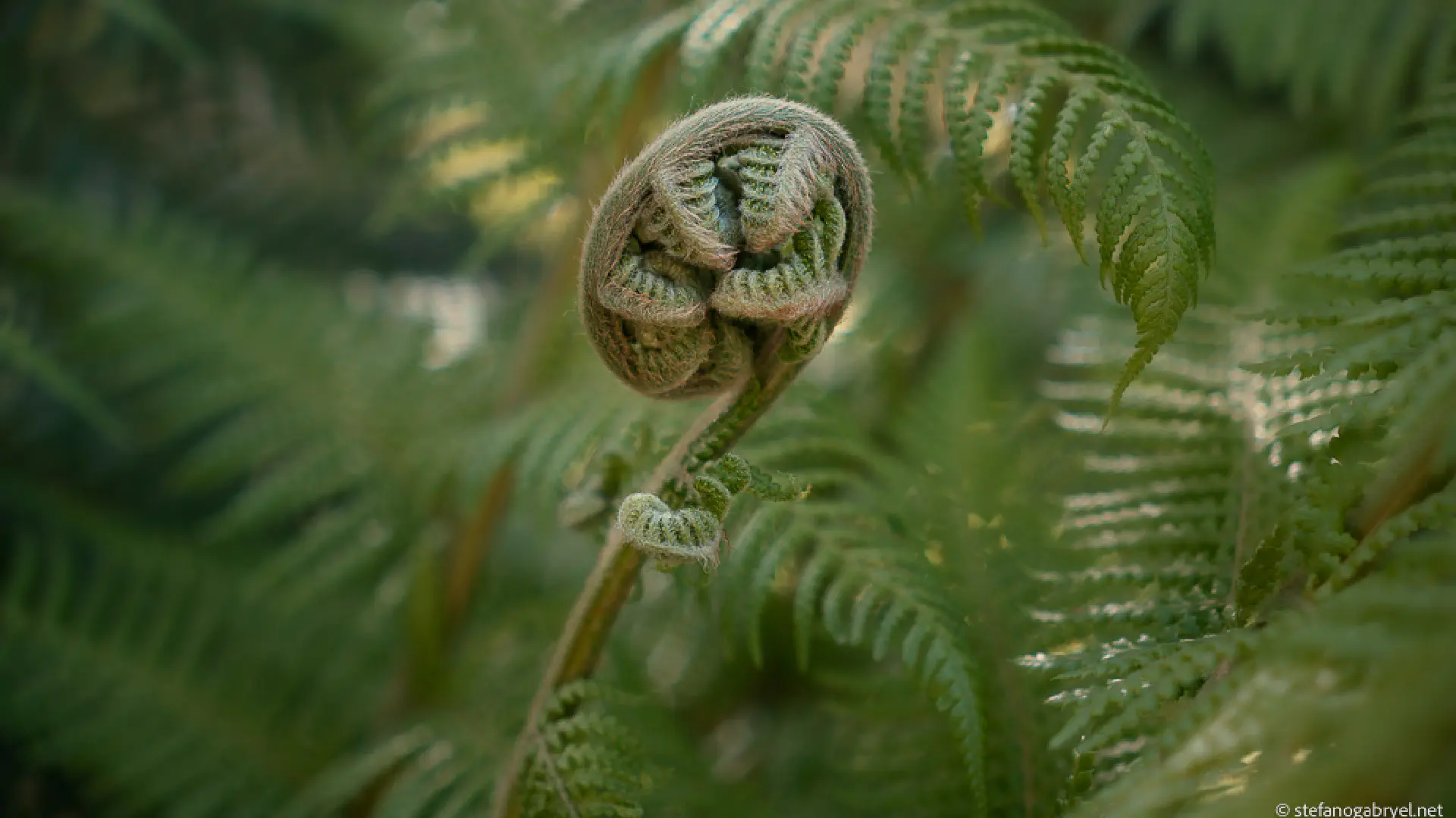 Are There Flora and Fungi Tours in Tuscany?