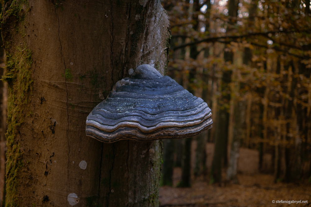 Fomes Fomentarius: The 5,000-Year-Old Mushroom Ötzi Carried