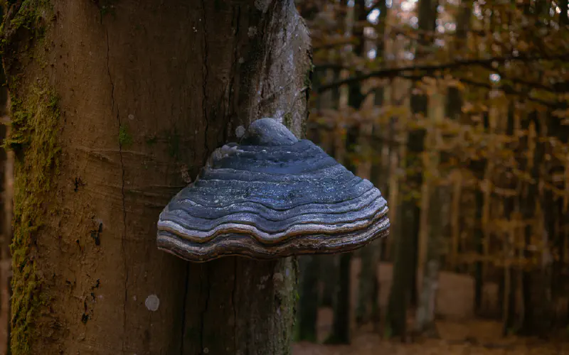 Mycology