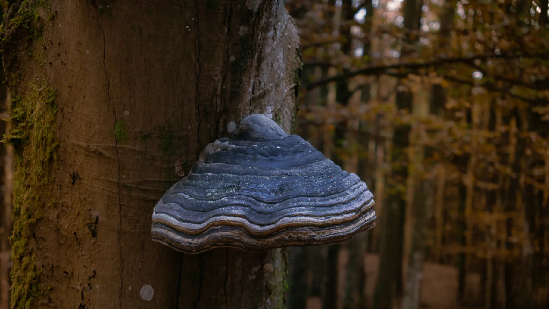 Tinder Fungus: The Mushroom Ötzi Had 5000 Years Ago