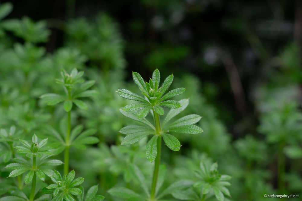 galium-aparine-cleavers.jpg