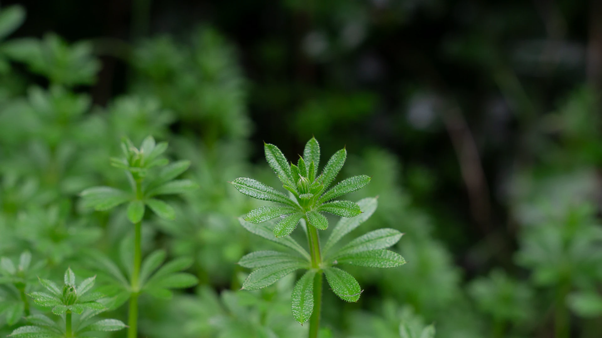 Galium Aparine: Cleavers in Tuscan Hedgerows