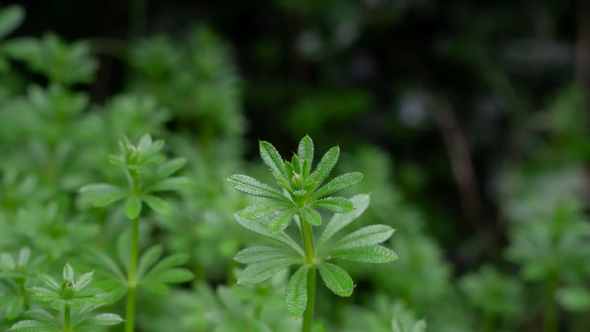 Galium Aparine: Cleavers in Tuscan Hedgerows
