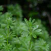 galium-aparine-cleavers.jpg