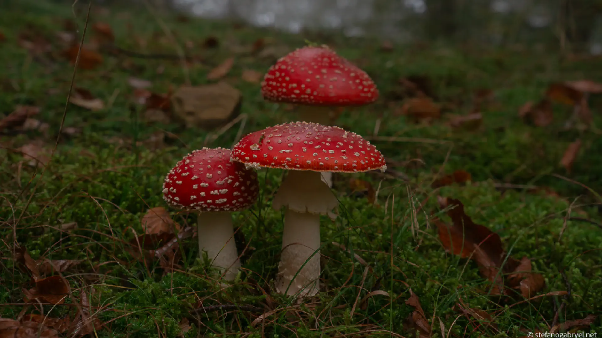 How to Identify Poisonous Mushrooms Safely