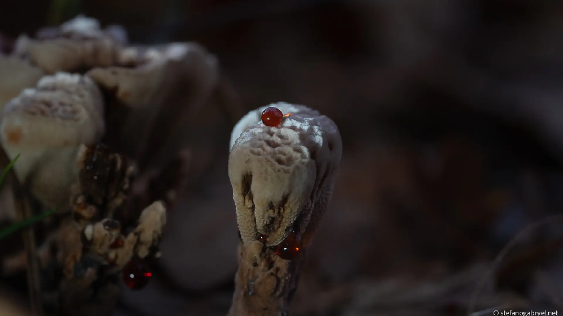 Hydnellum Peckii: The Bleeding Tooth Fungus