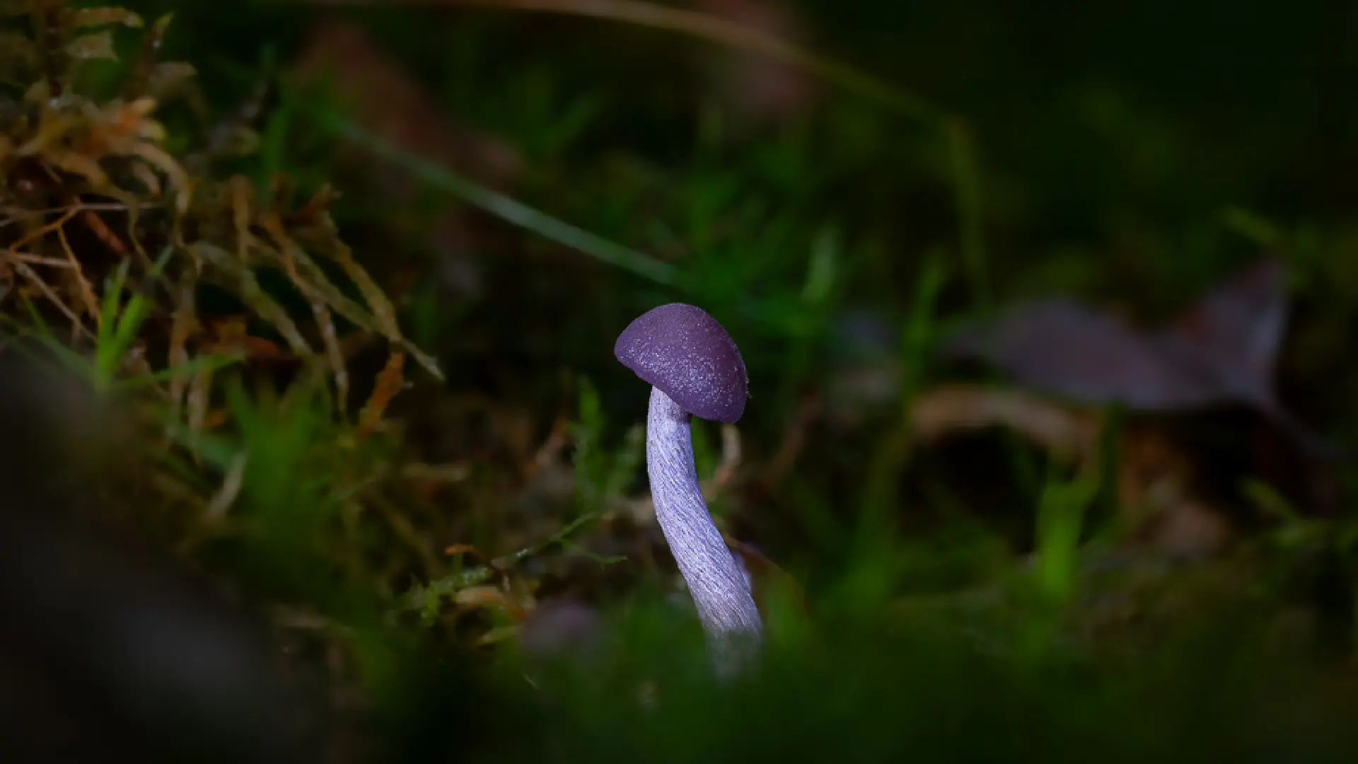 Laccaria Amethystina: Tuscany's Amethyst Deceiver