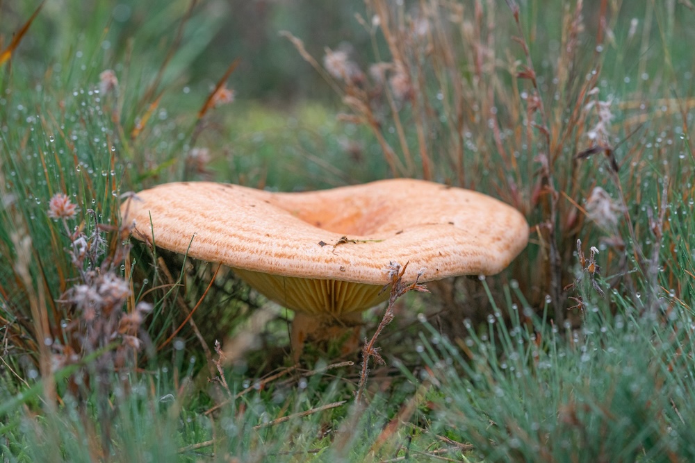 lactarius-deliciosus.jpg