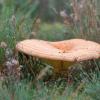 lactarius-deliciosus.jpg
