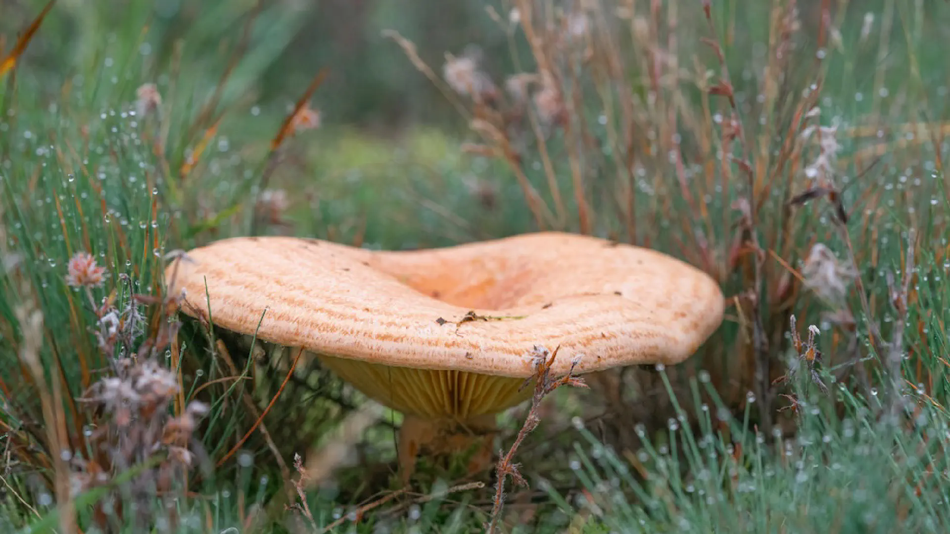 Lactarius Deliciosus: Tuscany's Orange Treasure