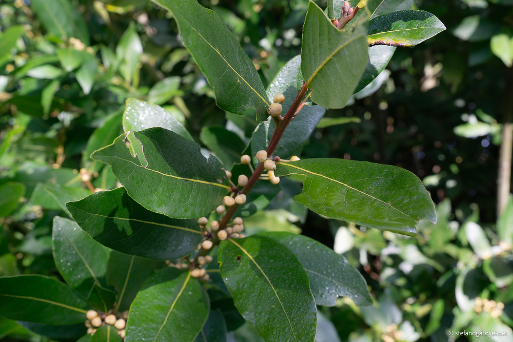 Laurus Nobilis: Bay Laurel in Tuscan Landscapes