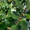 laurus-nobilis-bay-laurel.jpg