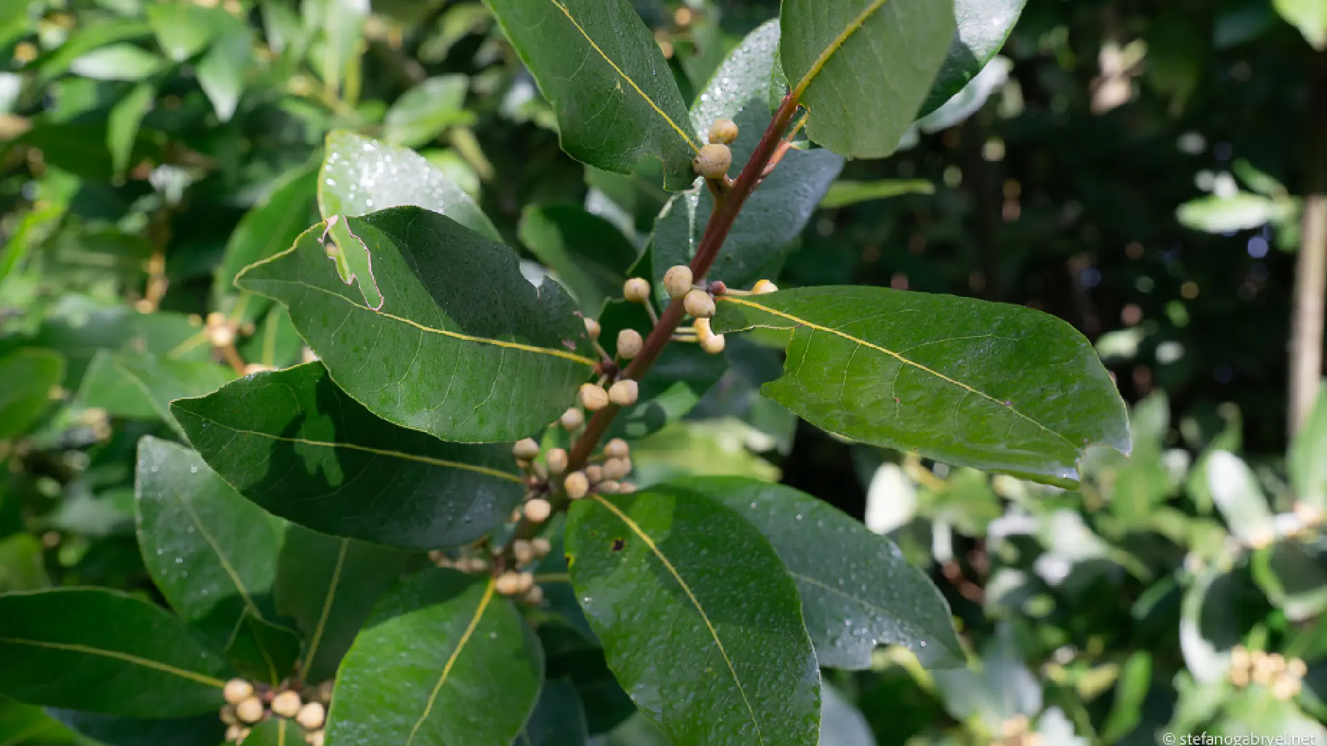 Laurus Nobilis: Bay Laurel in Tuscan Landscapes