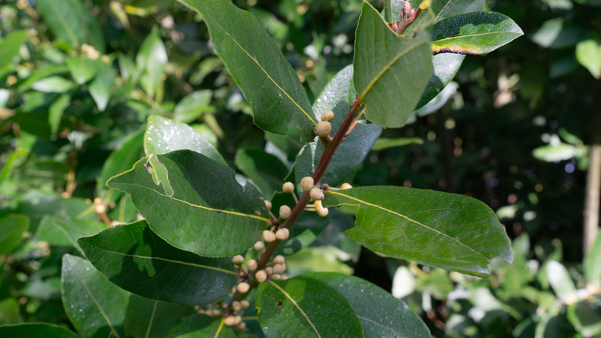 Laurus Nobilis: Bay Laurel in Tuscan Landscapes