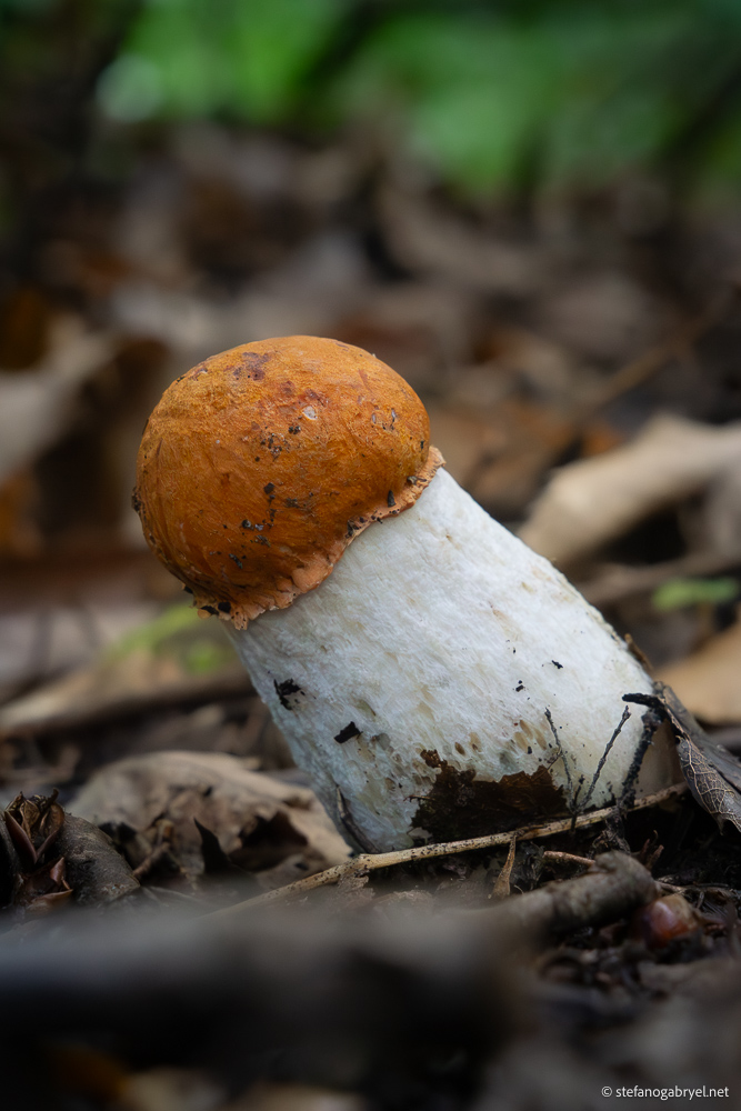 Leccinum aurantiacum: The Aspen Bolete of Tuscany