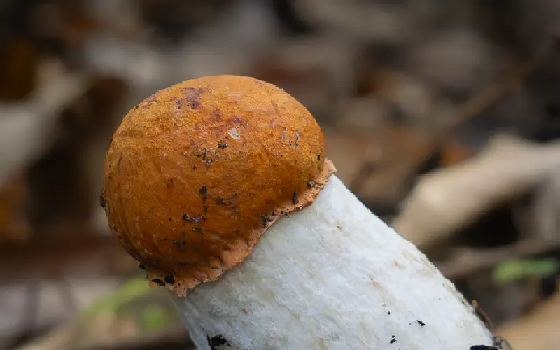 Mycology