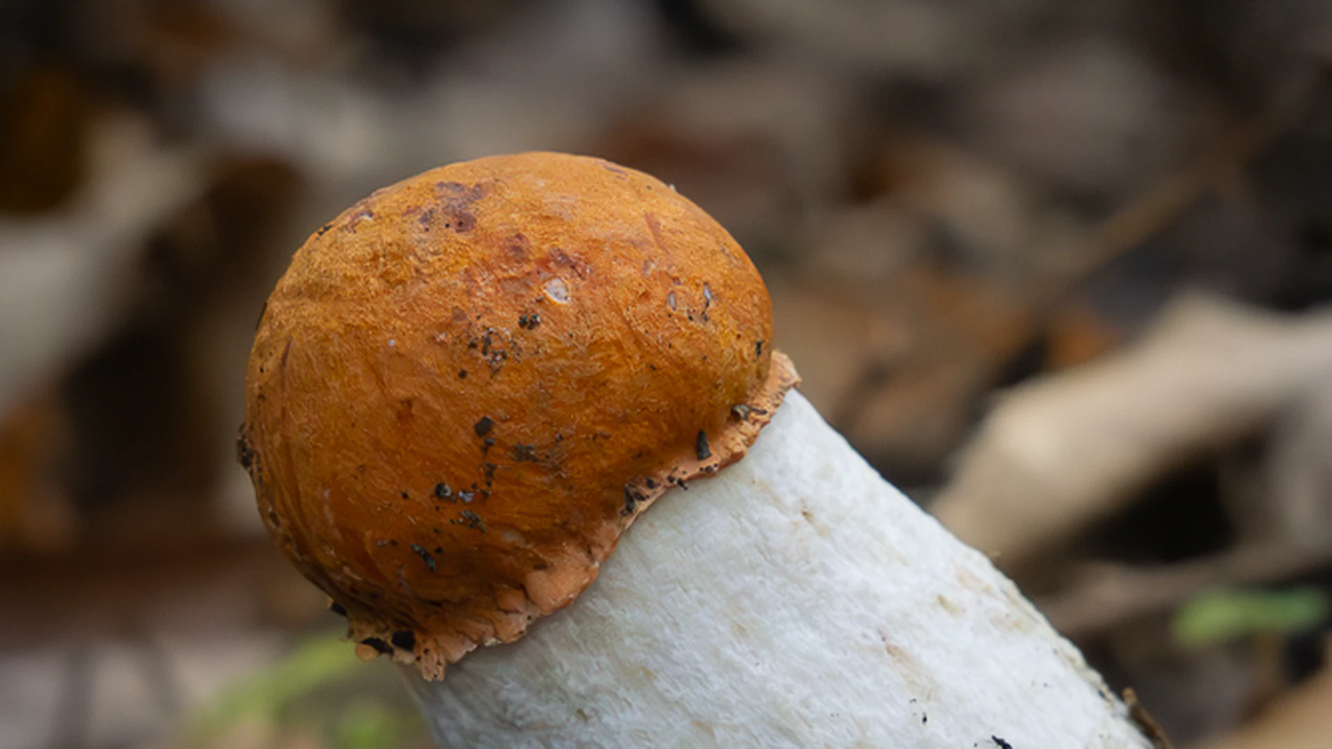 Leccinum aurantiacum: The Aspen Bolete of Tuscany