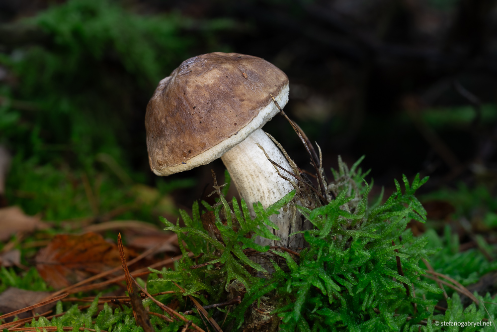 Leccinum Scabrum: The Birch Bolete's Rare Appearance in Tuscany