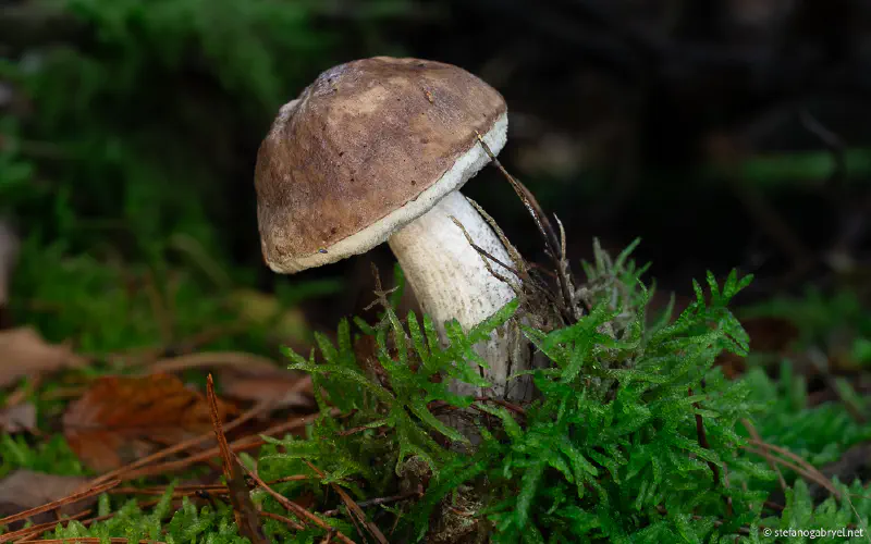 Mycology