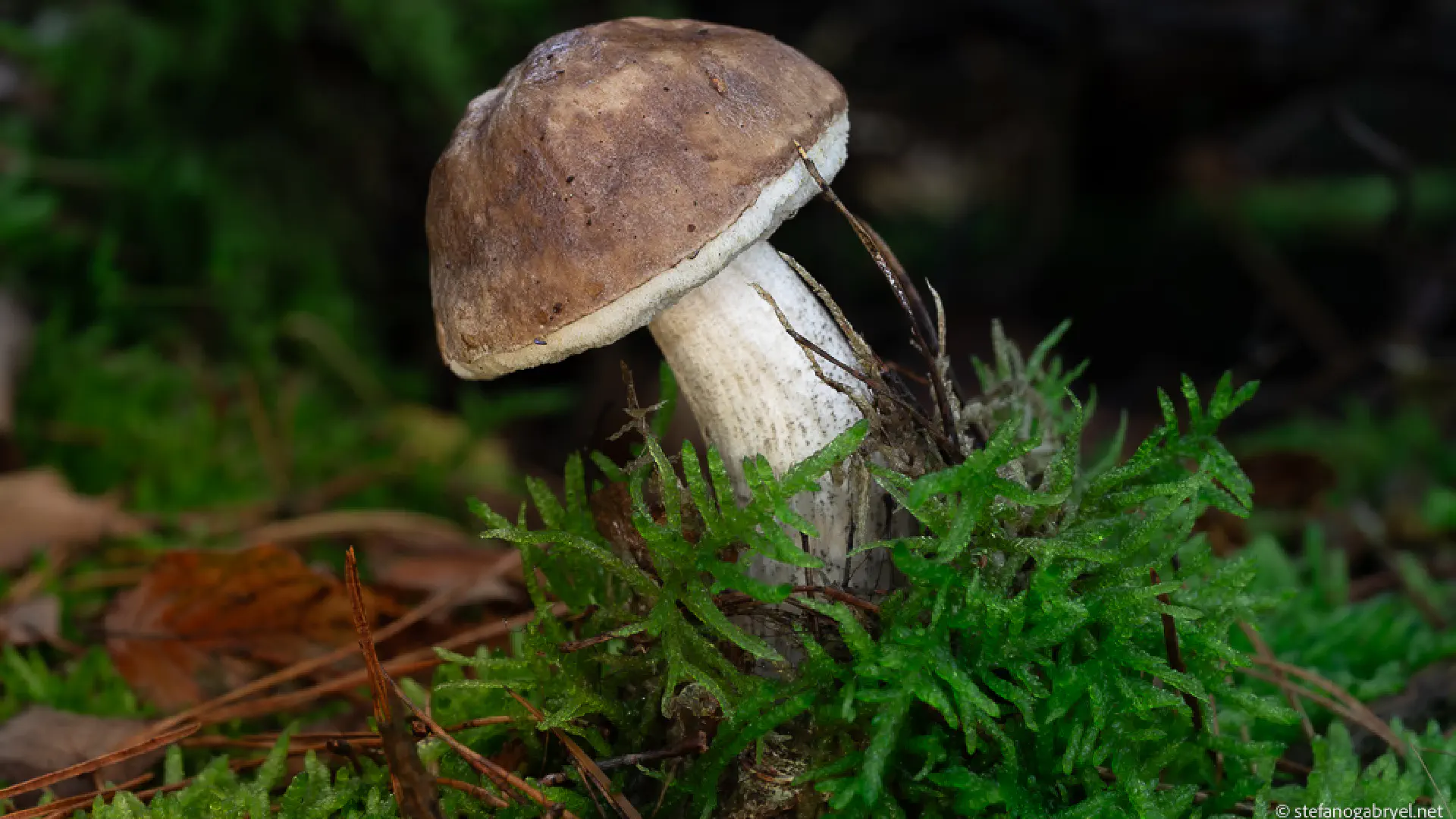 Birch Bolete (Leccinum Scabrum): Rare in Tuscany