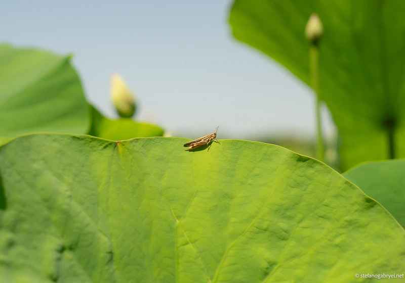 Cricket on a Lotus Plant
