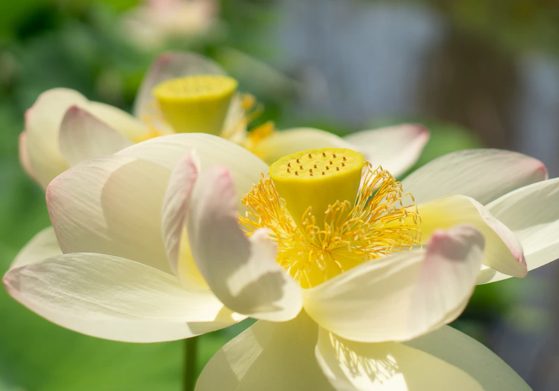 Lotus Flower 1