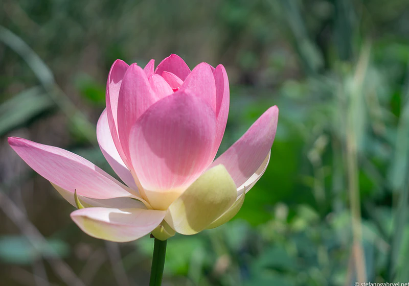 Lotus Flower 2