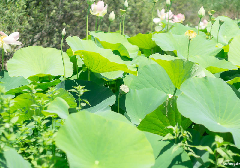 Lotus Plants