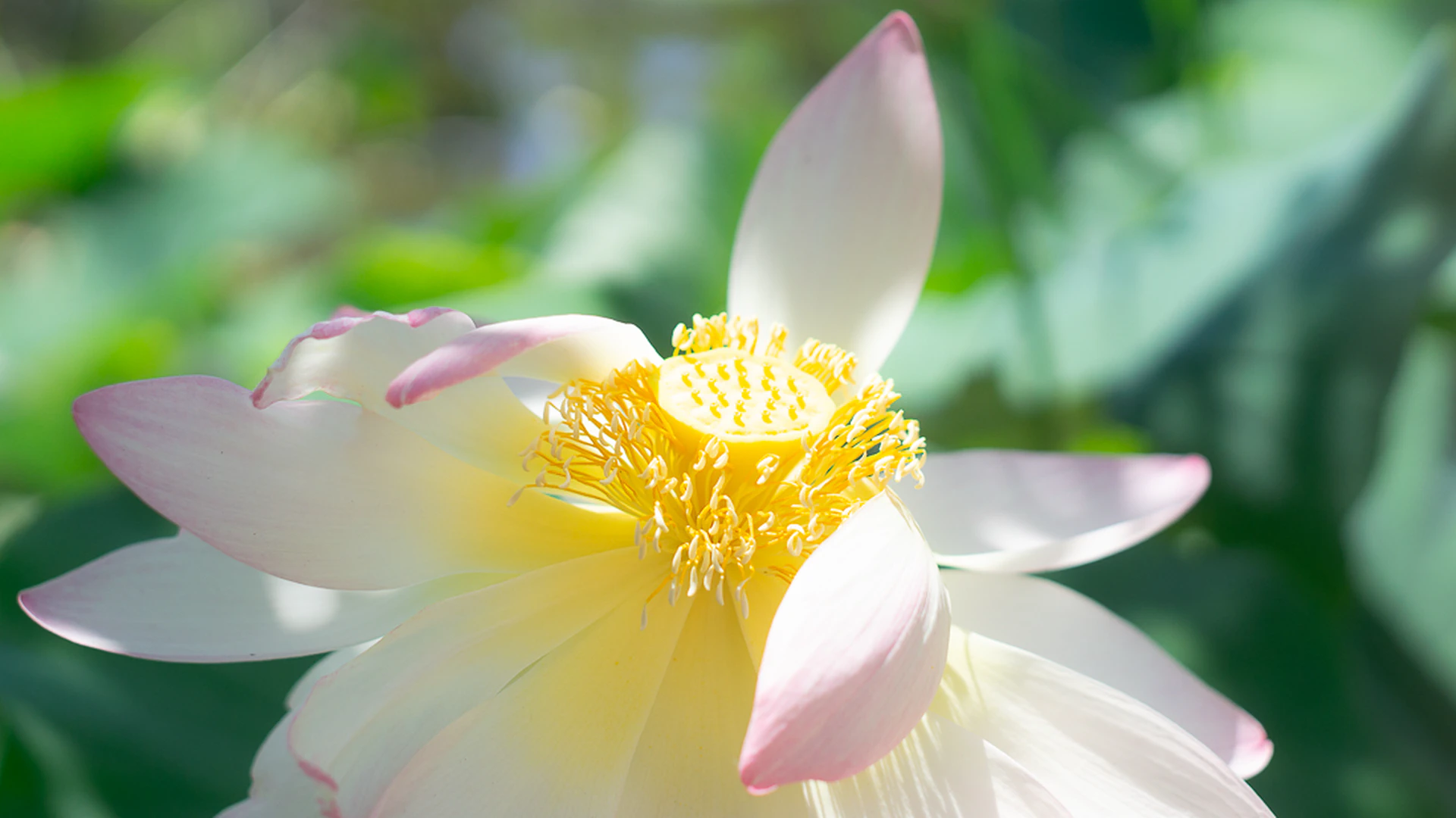 Lotus Flowers in Tuscany: Near Pisa and Lucca
