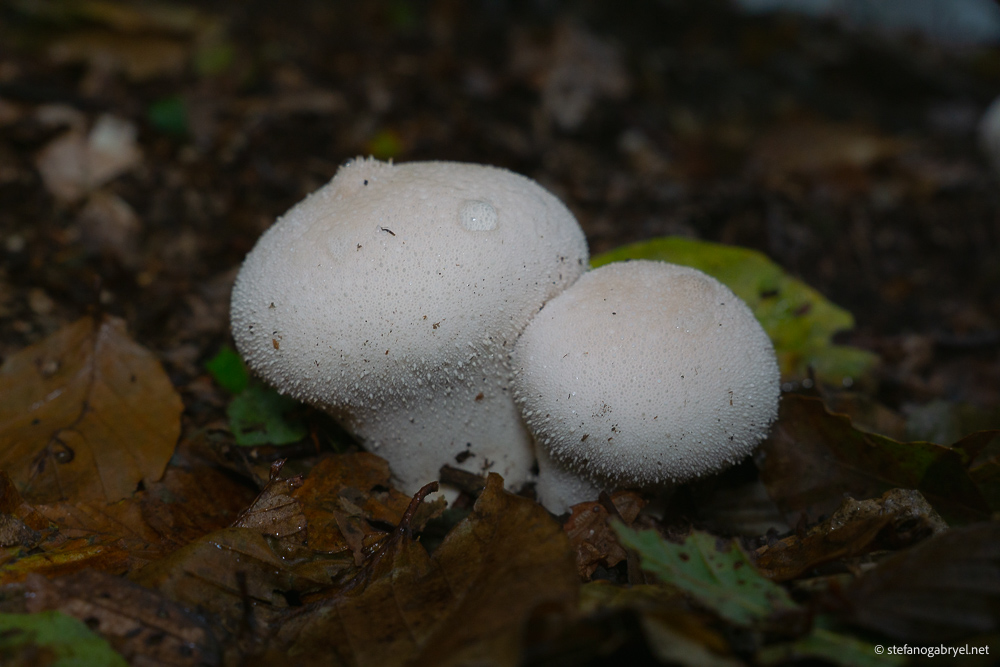 Lycoperdon Perlatum: The Overlooked Puffball That Tastes Like Crab