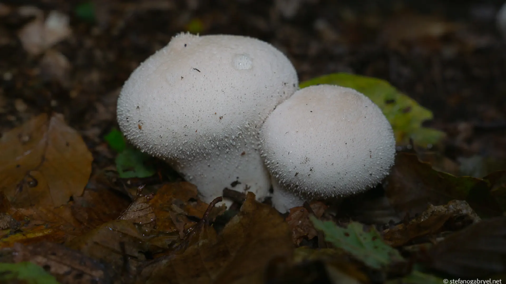 Lycoperdon Perlatum: The Puffball That Tastes Like Crab