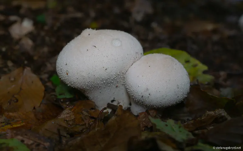 Mycology