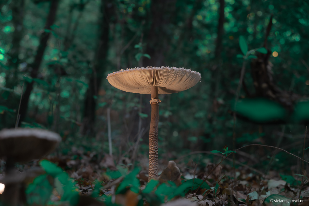 Macrolepiota Procera: The Unmistakable Giant of Acquerino's Meadows