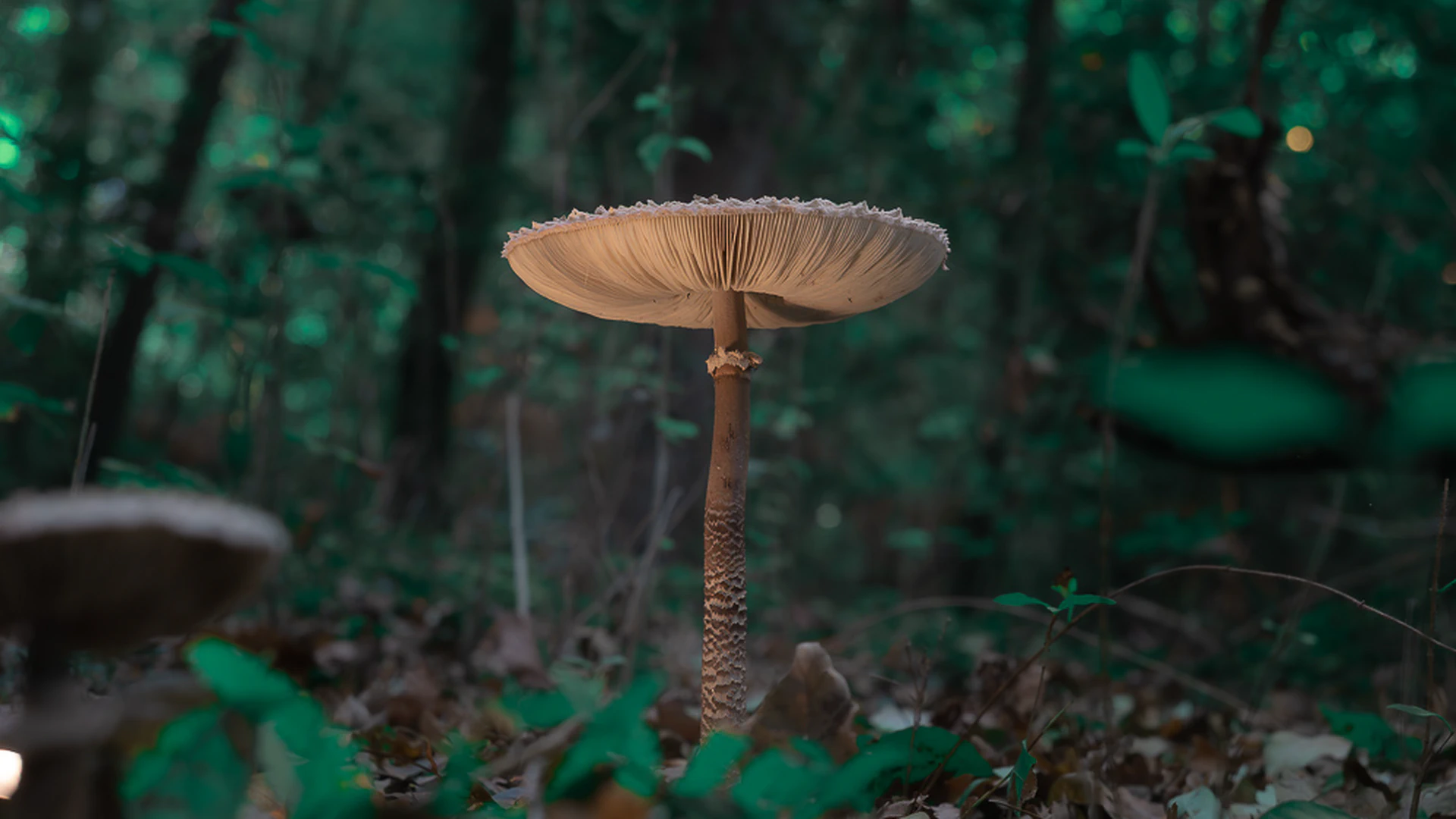 Parasol Mushroom (Macrolepiota Procera) in Tuscany