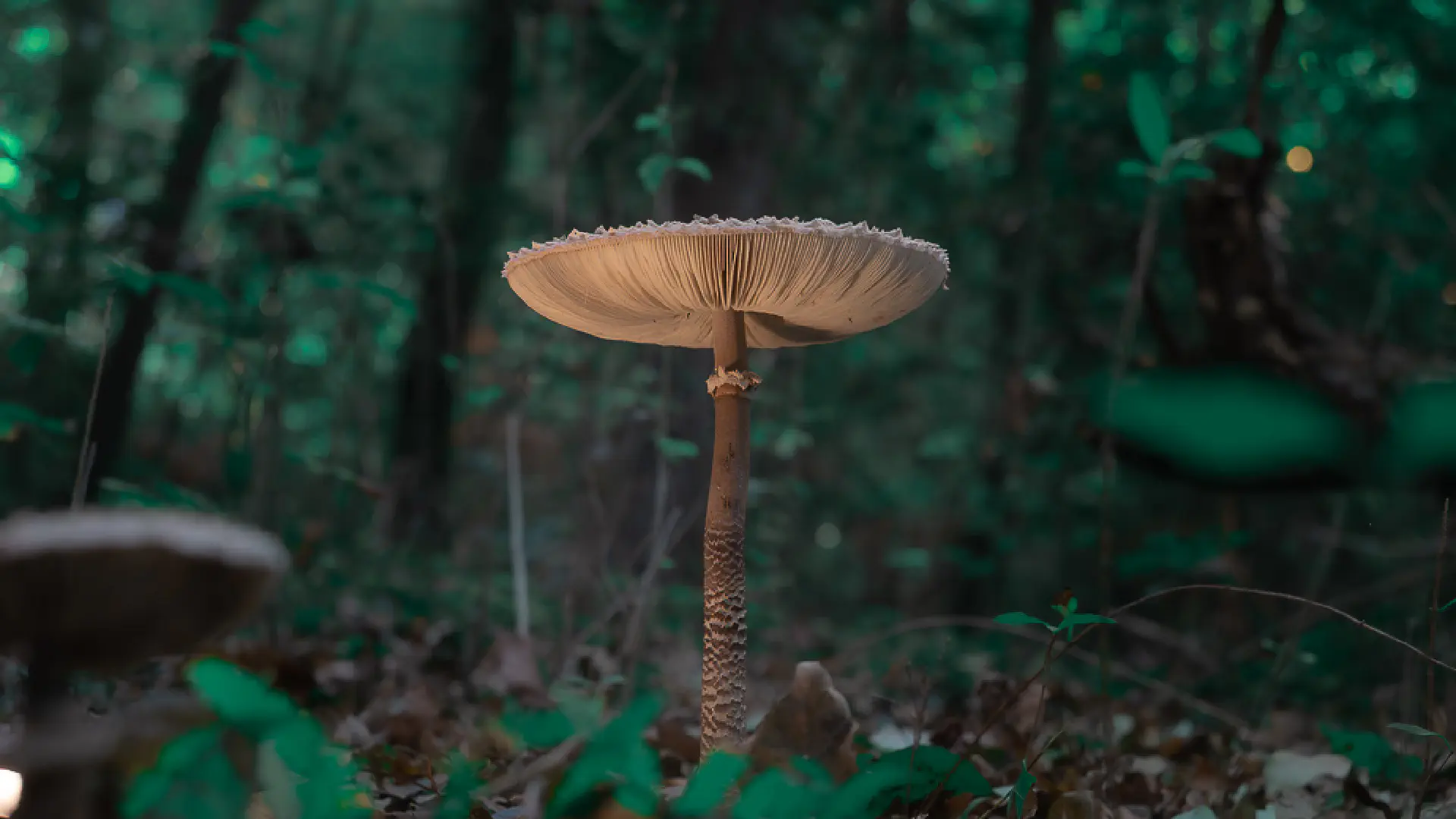 Parasol Mushroom (Macrolepiota Procera) in Tuscany