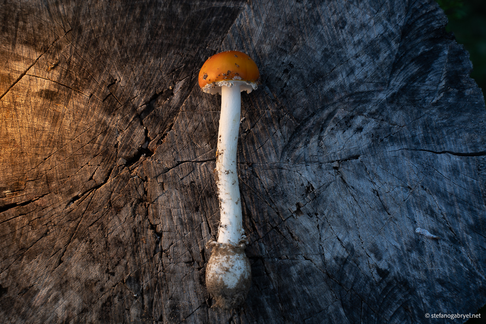 Can You Hunt Mushrooms Freely in Tuscany? What You Need to Know