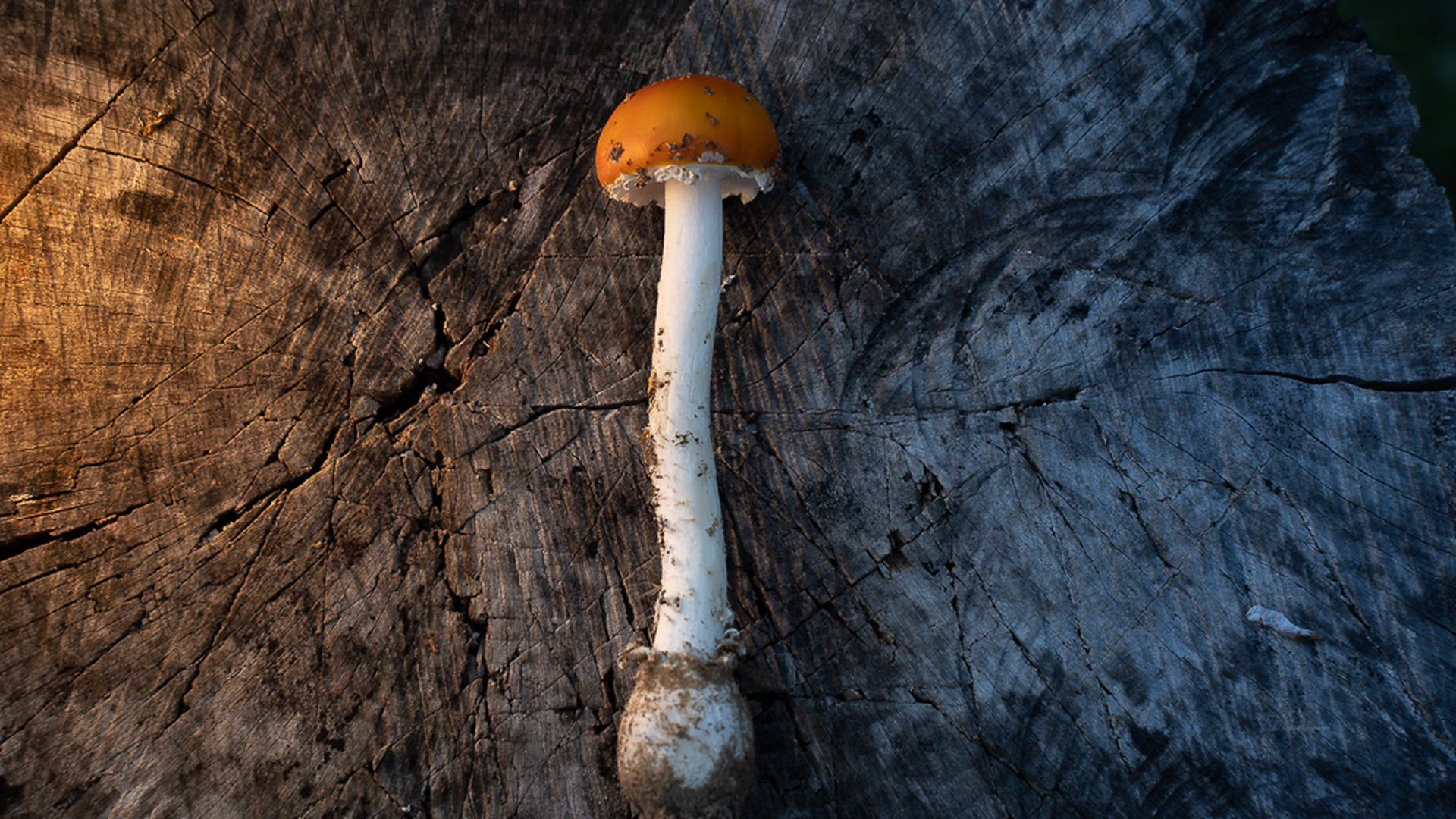 Can You Hunt Mushrooms Freely in Tuscany?