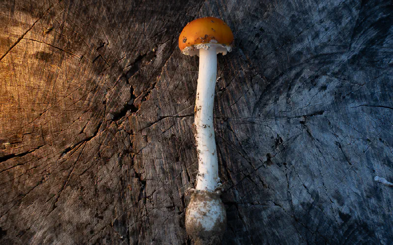 Mycology