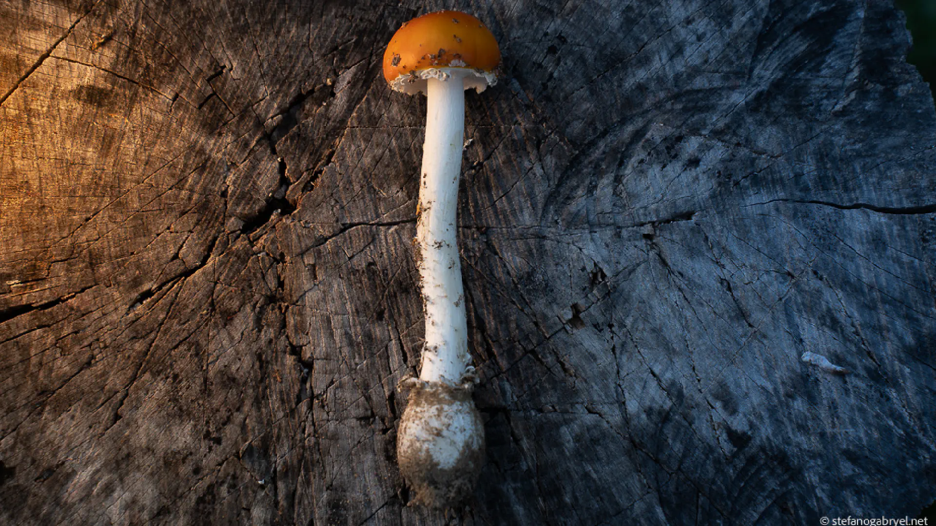Can You Hunt Mushrooms Freely in Tuscany?