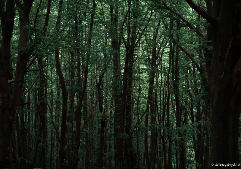 Beech Forest Abstract Greens