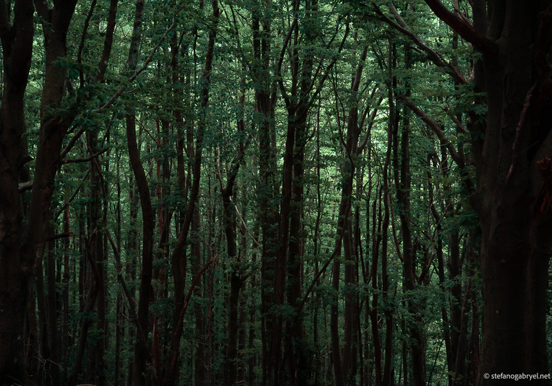 Beech Forest Abstract Greens