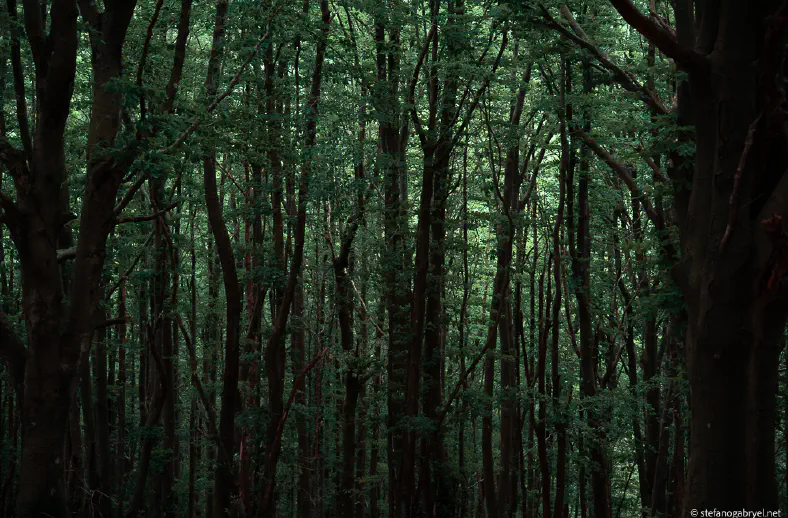 beech forest abstract greens